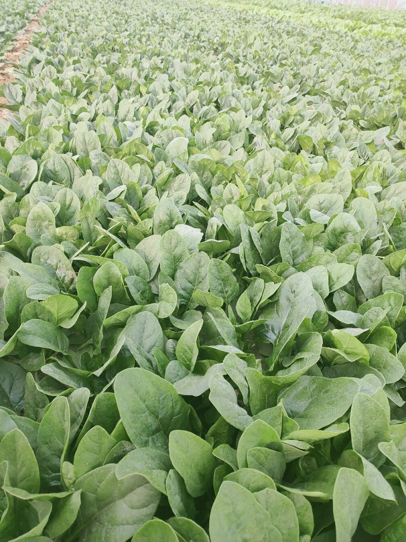 河北大叶菠菜热销中20～28厘米产地直供一手货