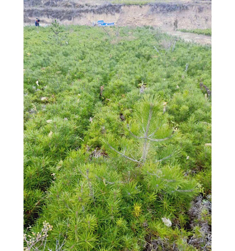 供应30-50公分营养袋白皮松白皮松小苗