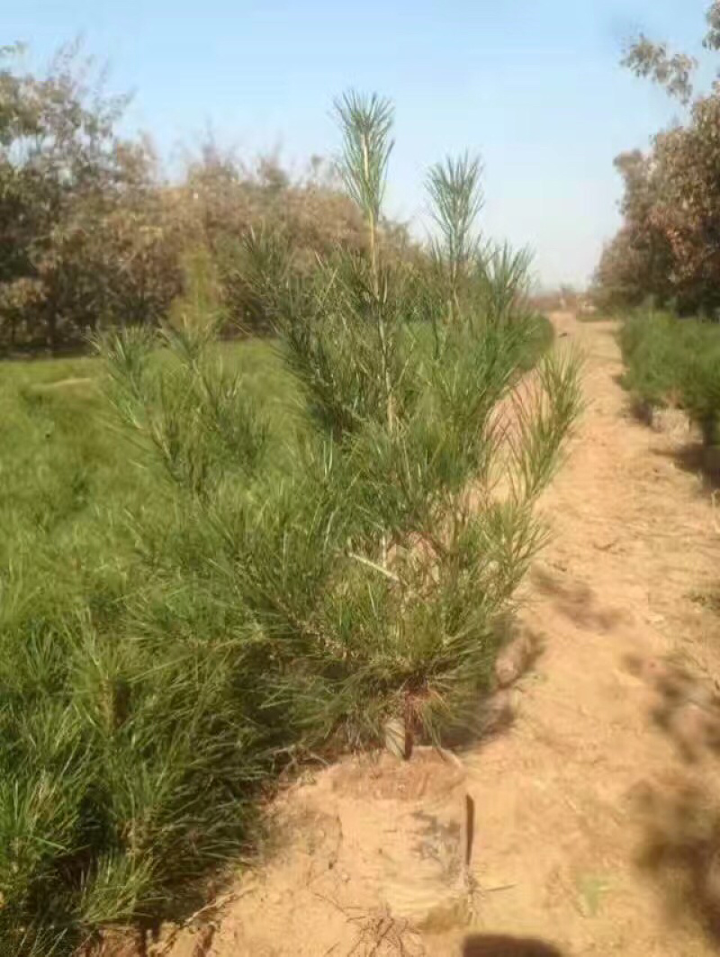 供应30-50公分营养袋白皮松白皮松小苗