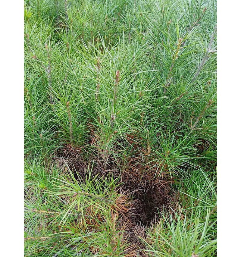 供应30-50公分营养袋白皮松白皮松小苗