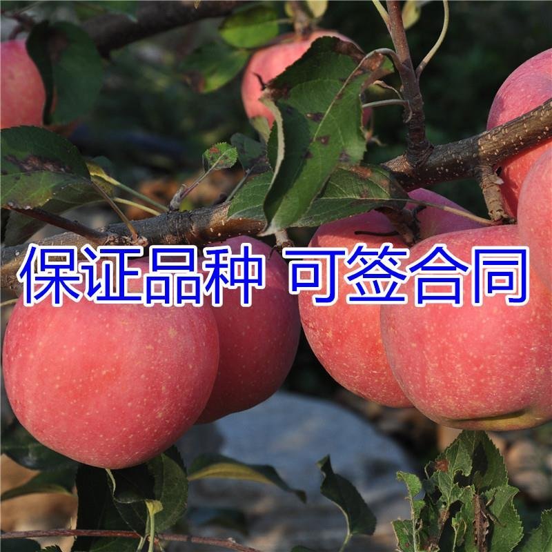 冰糖心苹果苗嫁接苗南北方种植包成活全国包邮