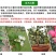 冰糖心苹果苗嫁接苗南北方种植包成活全国包邮