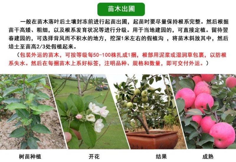 冰糖心苹果苗嫁接苗南北方种植包成活全国包邮