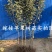 冰糖心苹果苗嫁接苗南北方种植包成活全国包邮