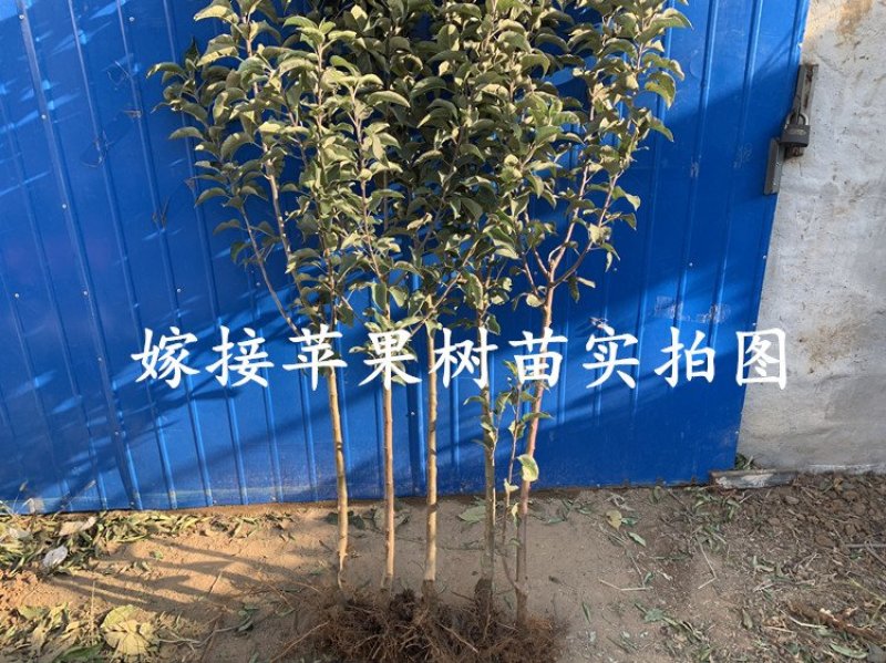 冰糖心苹果苗嫁接苗南北方种植包成活全国包邮