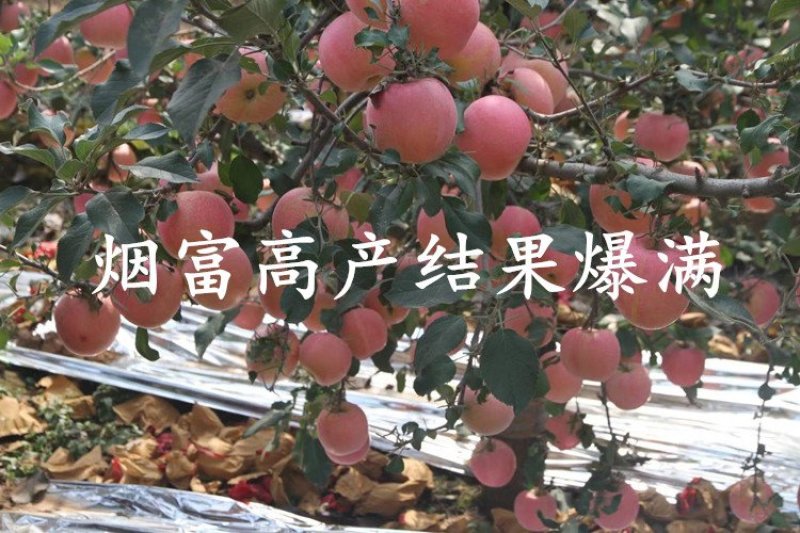 冰糖心苹果苗嫁接苗南北方种植包成活全国包邮