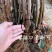 冰糖心苹果苗嫁接苗南北方种植包成活全国包邮