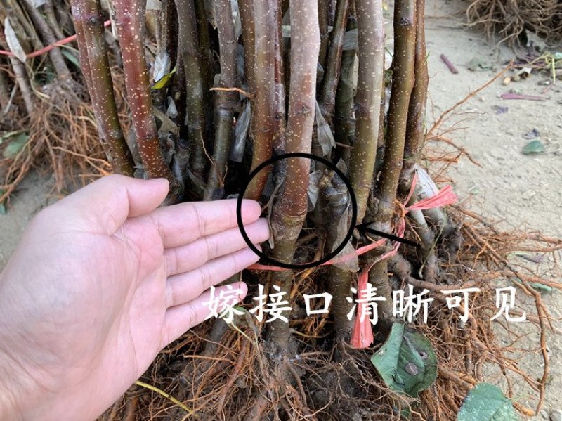 冰糖心苹果苗嫁接苗南北方种植包成活全国包邮