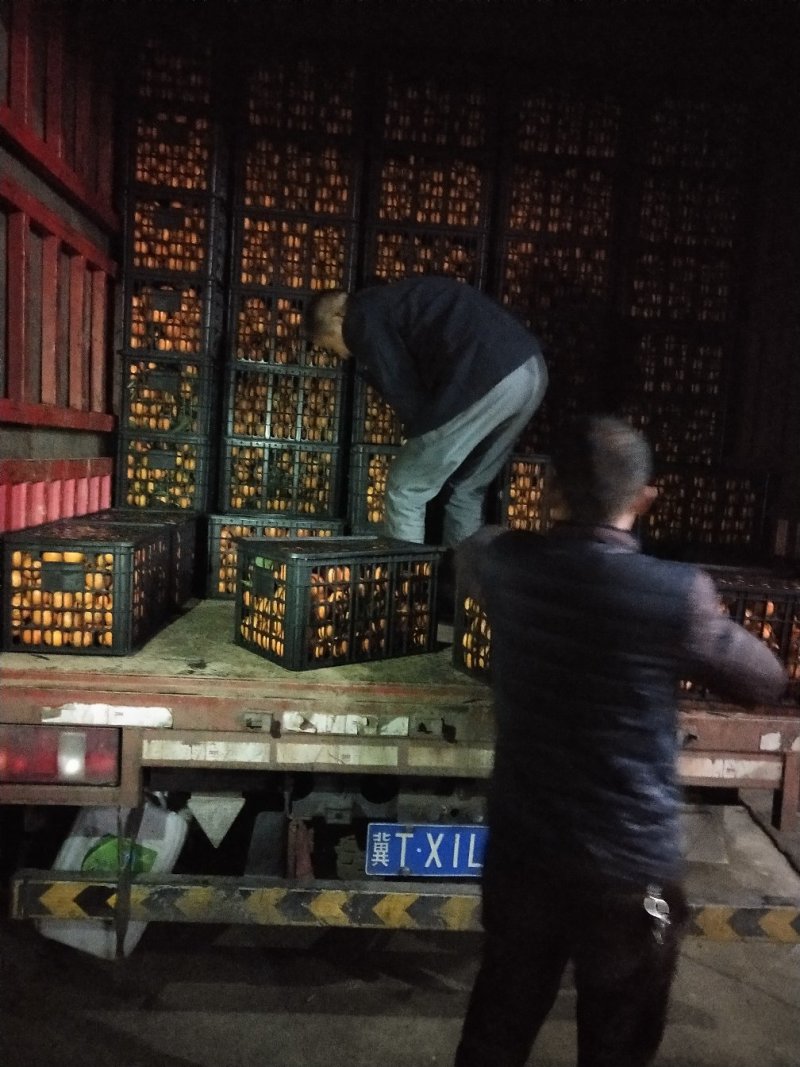 爱媛果冻橙产地直发，对接全国一切渠道大量供应欢迎对接