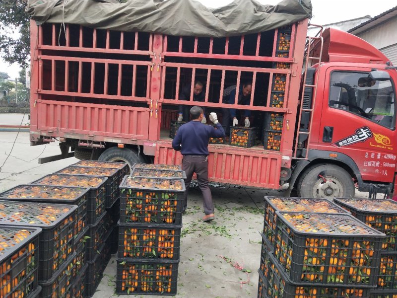 爱媛果冻橙产地直发，对接全国一切渠道大量供应欢迎对接