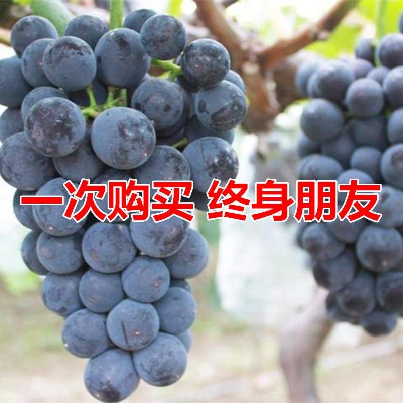 全国包邮葡萄苗嫁接苗基地直发品种纯正包成活
