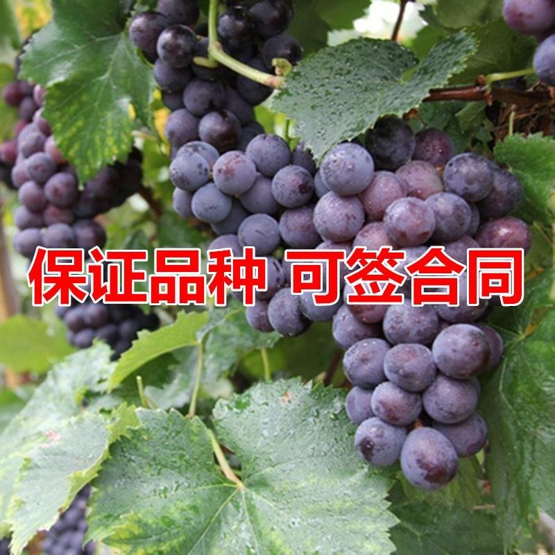 全国包邮葡萄苗嫁接苗基地直发品种纯正包成活