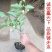 山东基地直发红心猕猴桃苗统一价品种纯正全国发货包邮