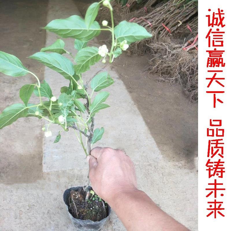 山东基地直发红心猕猴桃苗统一价品种纯正全国发货包邮