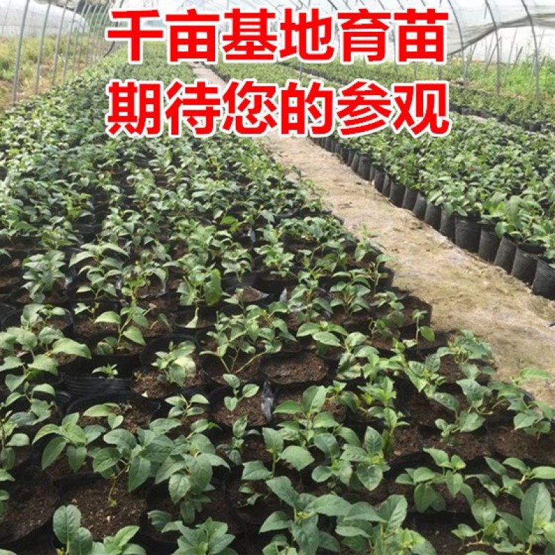 山东基地直发红心猕猴桃苗统一价品种纯正全国发货包邮