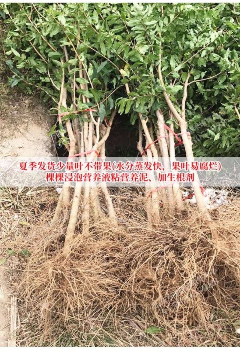 突尼斯软籽石榴树苗黑籽石榴苗全国包邮包成活包品种