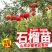 突尼斯软籽石榴树苗黑籽石榴苗全国包邮包成活包品种