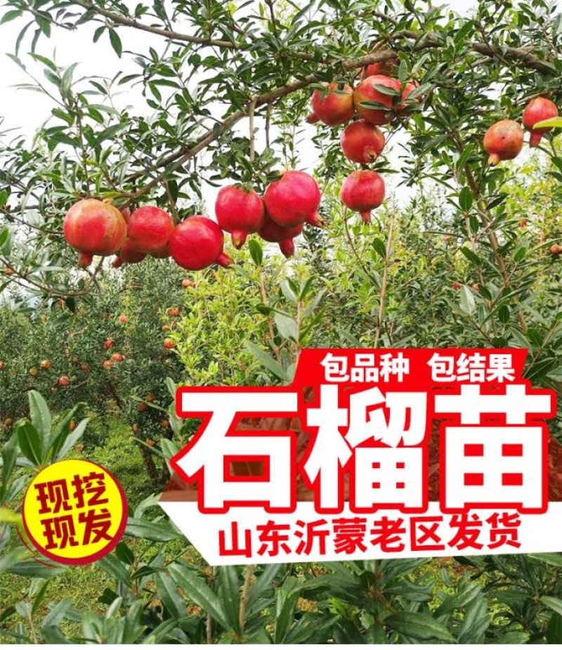 突尼斯软籽石榴树苗黑籽石榴苗全国包邮包成活包品种