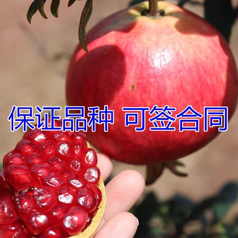 突尼斯软籽石榴树苗黑籽石榴苗全国包邮包成活包品种