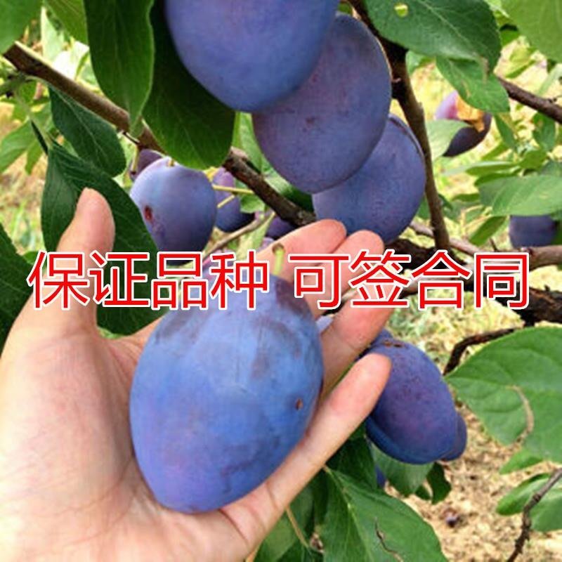 法兰西西梅苗根系发达质量保证品种对版量大优惠