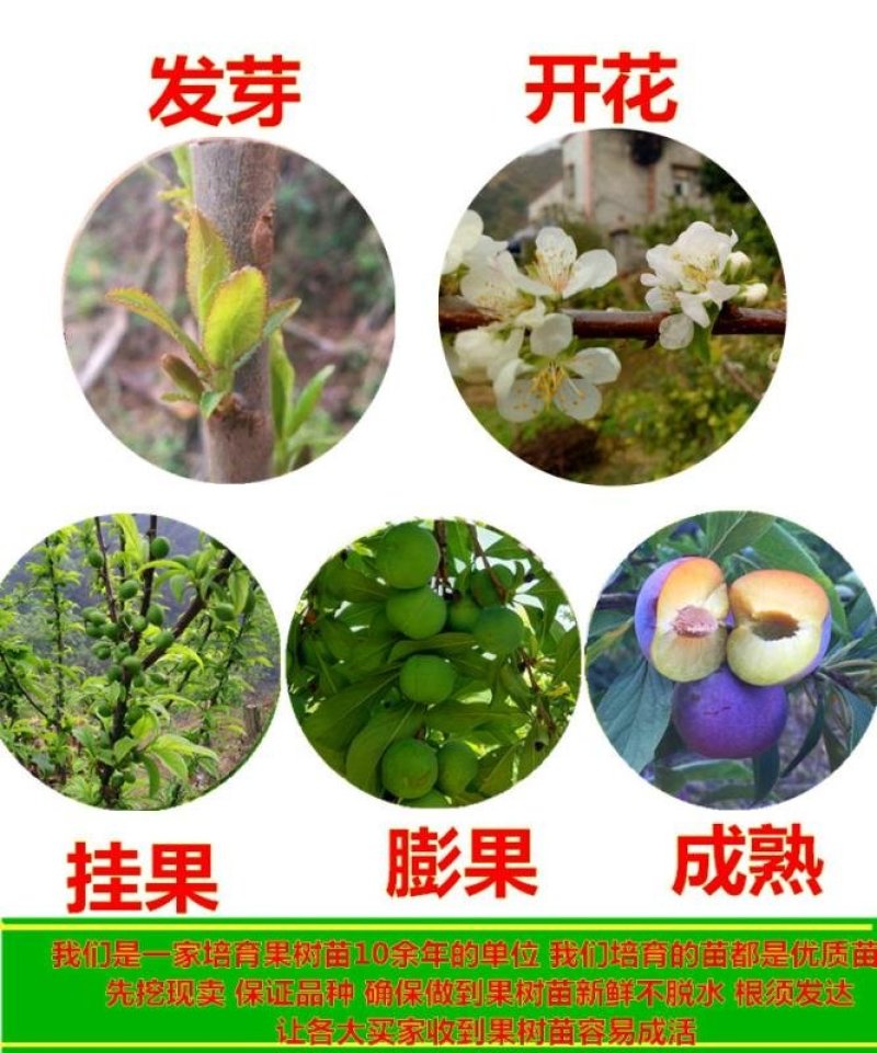 法兰西西梅苗根系发达质量保证品种对版量大优惠