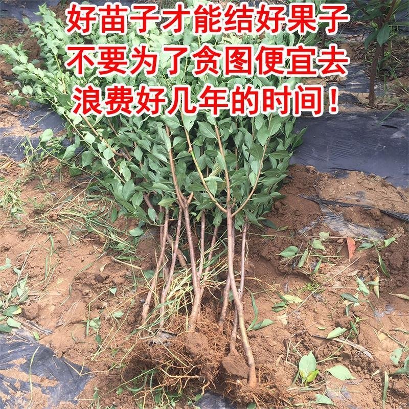 法兰西西梅苗根系发达质量保证品种对版量大优惠