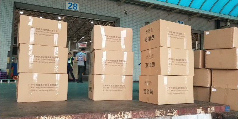 单性罗非鱼苗宝路罗非鱼苗新吉富罗非，海南一号罗非