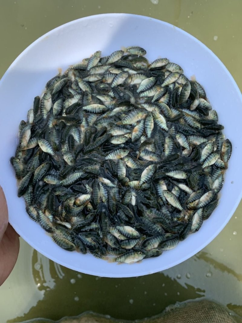 单性罗非鱼苗宝路罗非鱼苗新吉富罗非，海南一号罗非