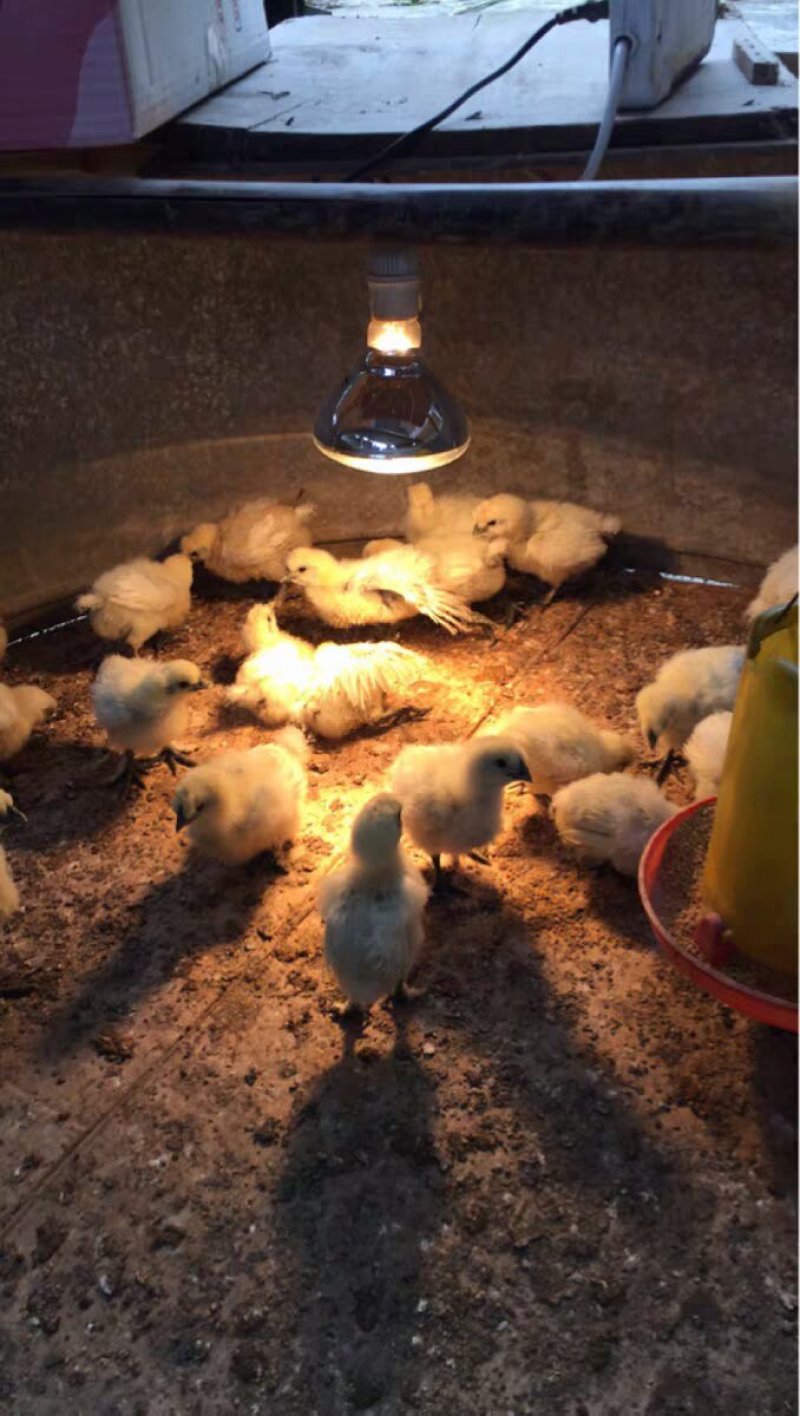 加厚畜牧保温灯泡防水防爆红外线仔猪灯泡养殖取暖灯泡兽