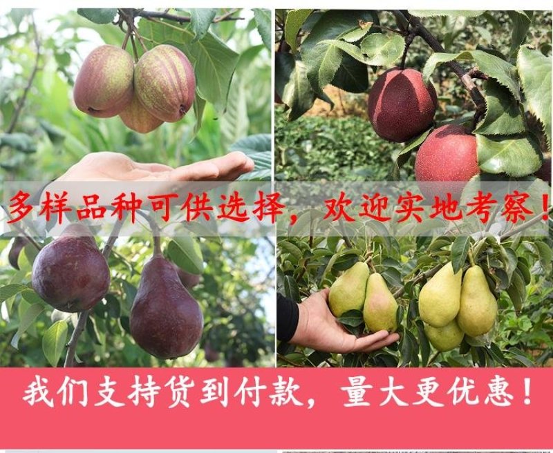 早酥红梨树苗嫁接苗脆甜水分多营养价值高品种保证