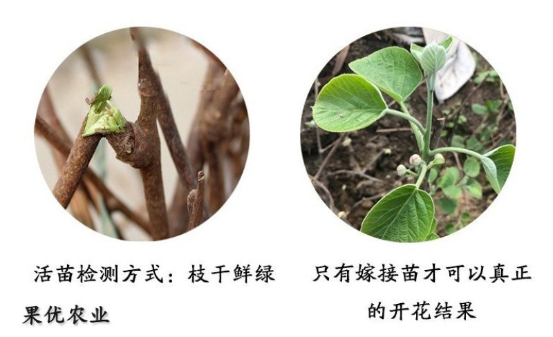 山东基地直发红心猕猴桃苗统一价品种纯正全国发货包邮