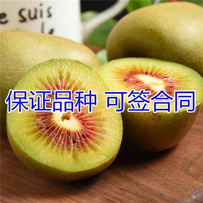 山东基地直发红心猕猴桃苗统一价品种纯正全国发货包邮