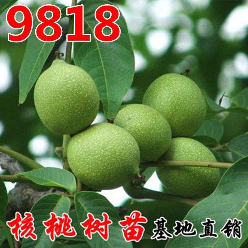8518核桃苗嫁接苗皮薄营养高产量高包技术包成