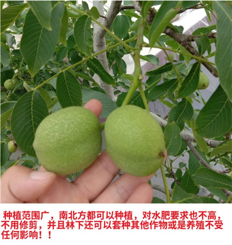 8518核桃苗嫁接苗皮薄营养高产量高包技术包成