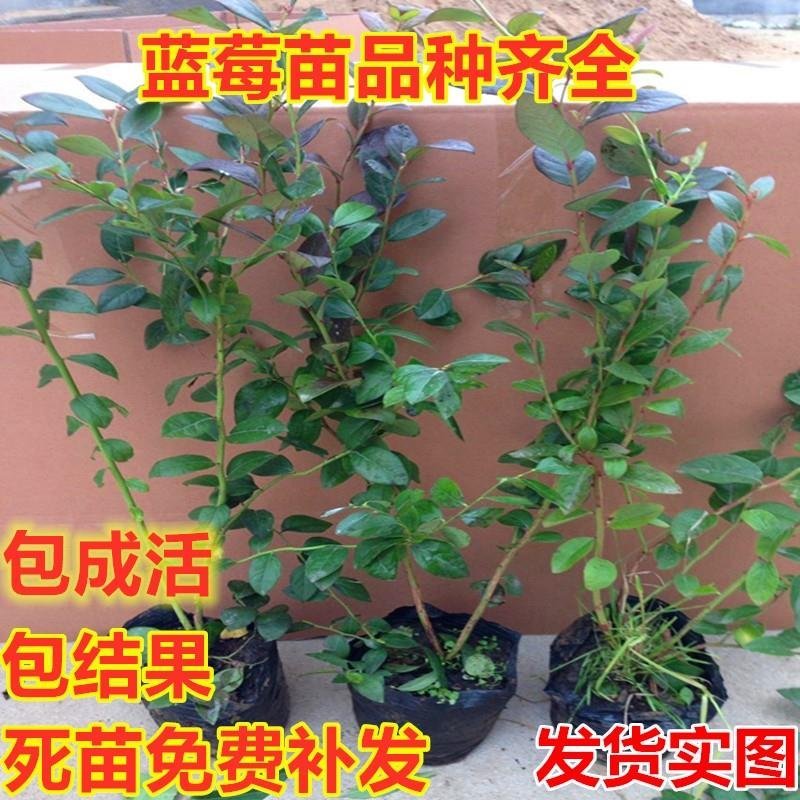 蓝莓苗品种齐全基地直发三包发货包技术成活