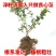 蓝莓苗品种齐全基地直发三包发货包技术成活