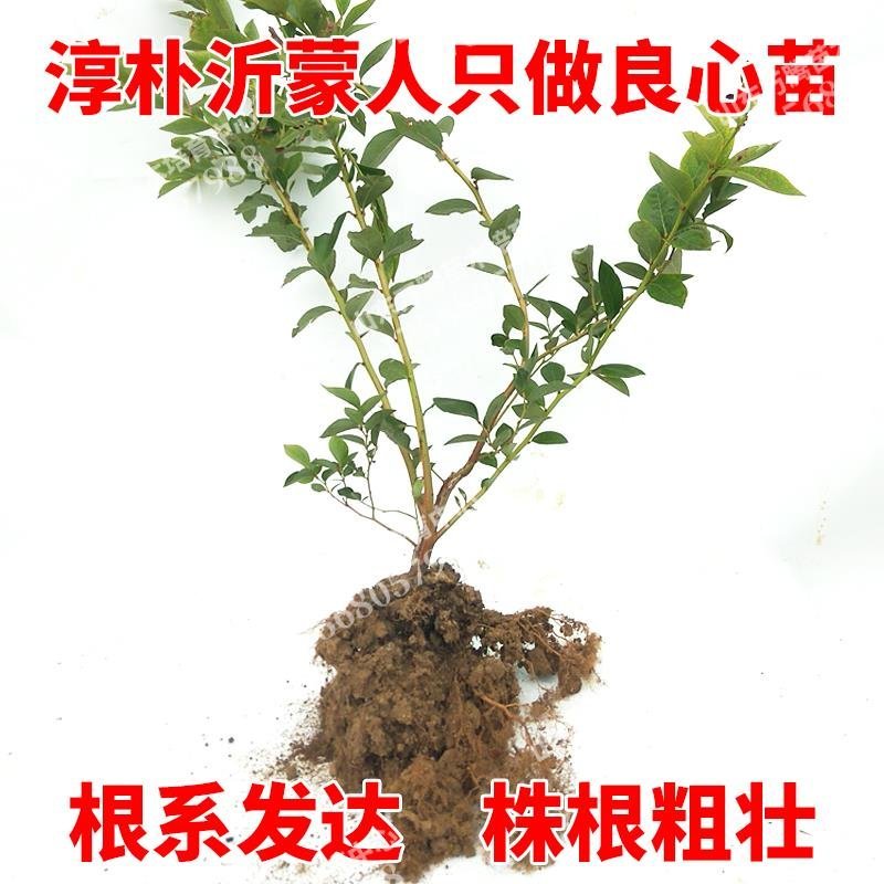 蓝莓苗品种齐全基地直发三包发货包技术成活