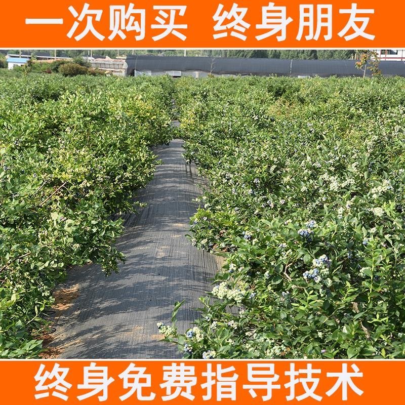 蓝莓苗品种齐全基地直发三包发货包技术成活