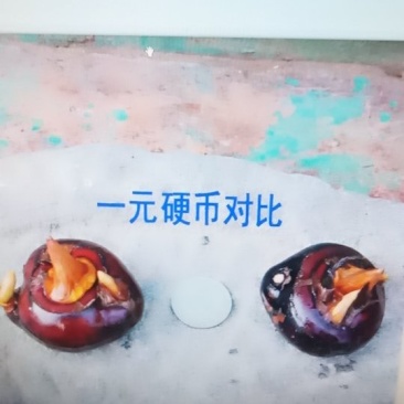 马蹄
