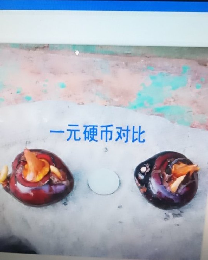 马蹄