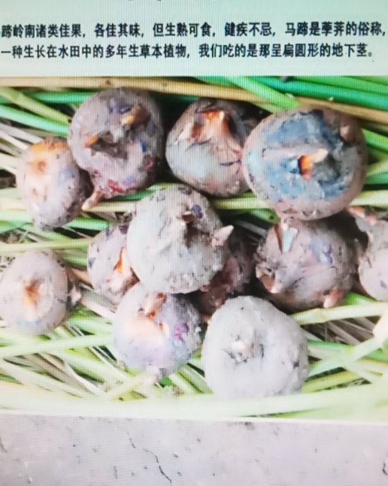 马蹄