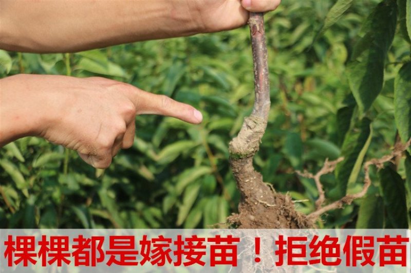 脆甜可口映霜红冬桃苗嫁接苗个头大产量高成活率高