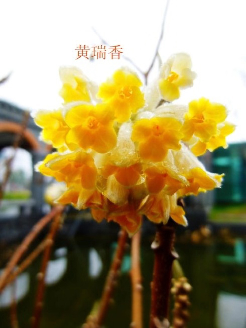 黄瑞香，结香，绿叶香，