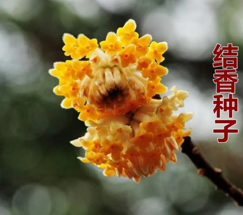 黄瑞香，结香，绿叶香，