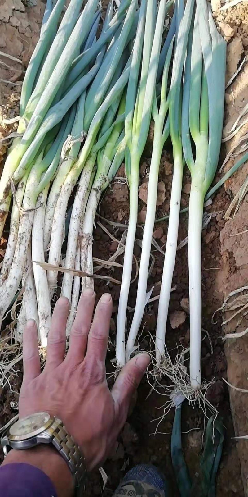 大葱，四川货，重庆货。细长货河南货，北京货，