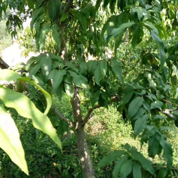 桃树占地桃树4-6-8公分桃树树桩
