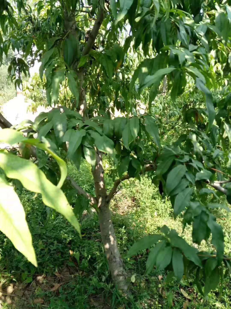 桃树占地桃树4-6-8公分桃树树桩
