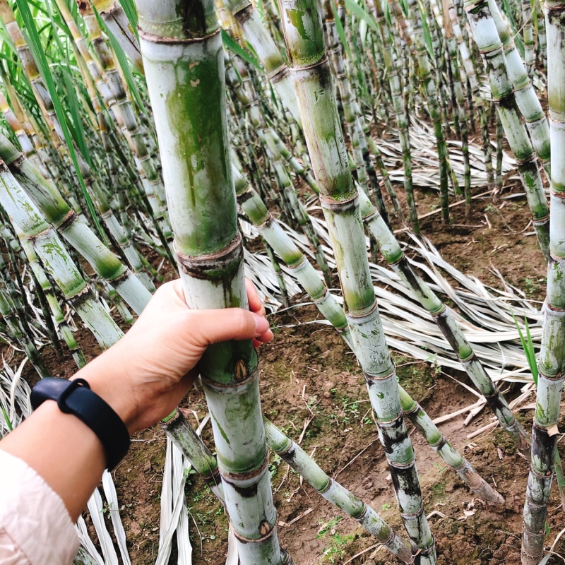 陶山甘蔗皮薄质脆渣松而软汁多味甜