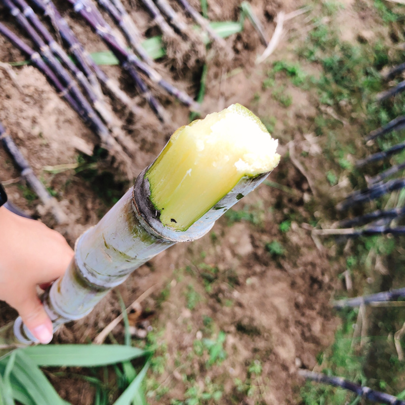 陶山甘蔗皮薄质脆渣松而软汁多味甜