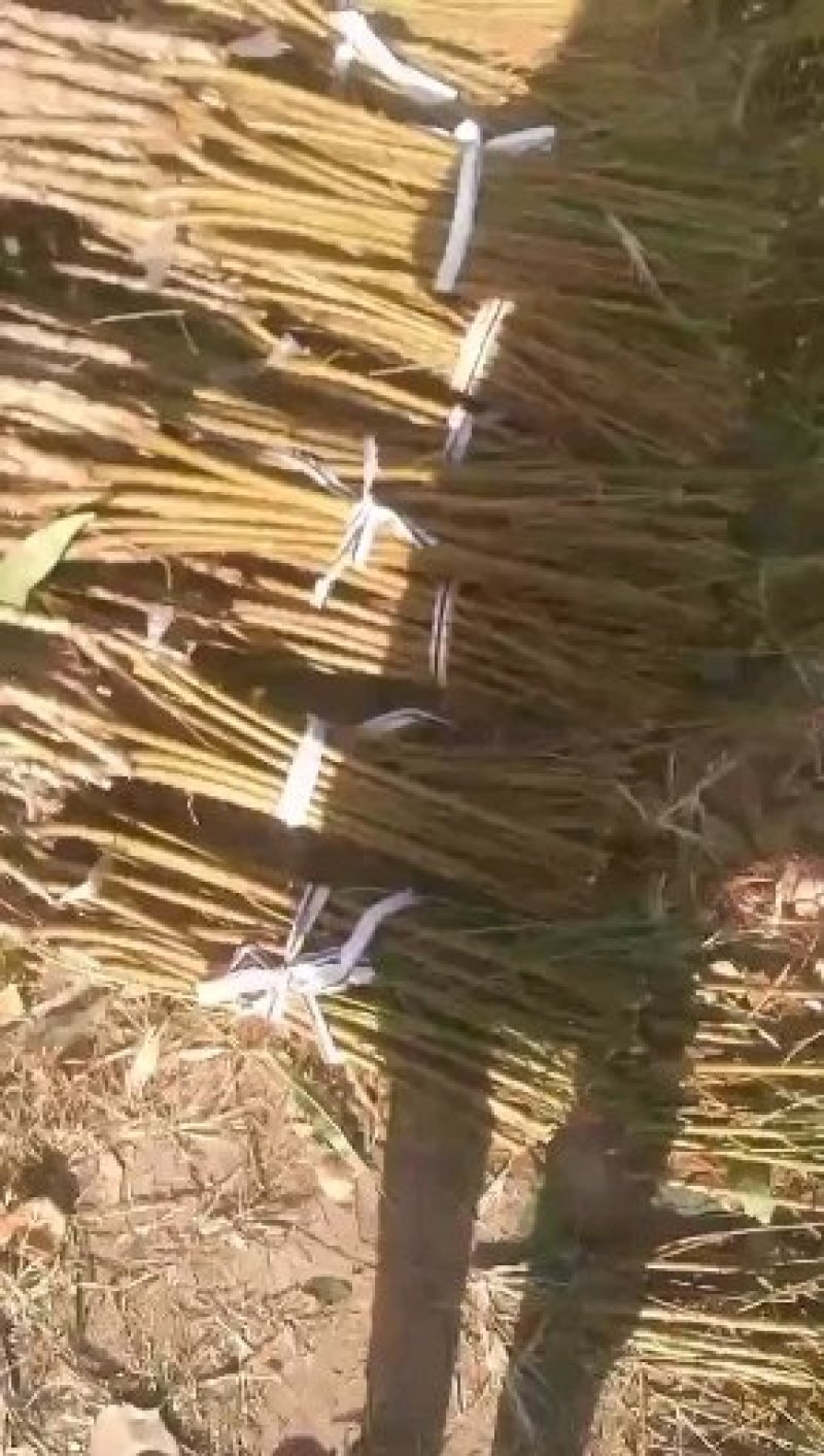 加州早甜桃苗映霜红桃苗春红桃苗新品种桃苗批发
